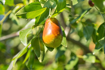 The fruit on the tree of jujube