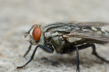 blow fly or carrion fly on concrete floor