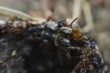 stingless bees constructing front of nest