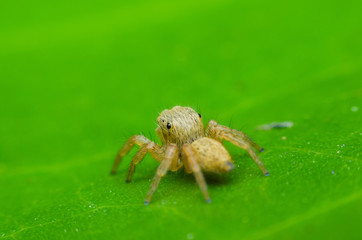 jumping spider on green leaf