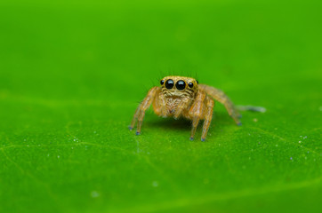 jumping spider on green leaf