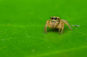jumping spider on green leaf