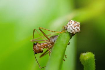 baby strange treehopper and red ant on branch