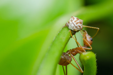 baby strange treehopper and red ant on branch