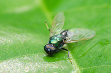 fruit fly, insect fly, golden eyes fly, dead on green leaf