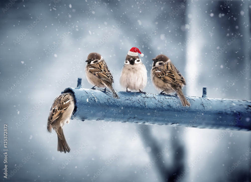 Poster cute funny merry christmas sparrows in the new year with a red cap with little red hats during a sno