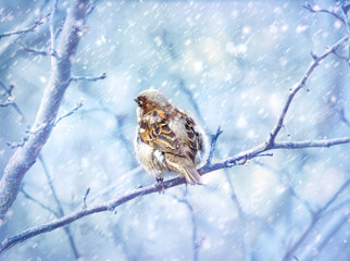 Cute sparrow bird on a branch in the winter under the snow. Large flakes of snow in winter. Beautiful soft blurred blue background.