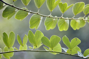 Naklejka premium macro shot of leaves Green in the nature