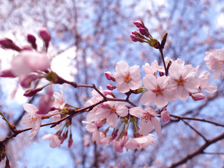 綺麗な桜