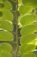  macro shot of  leaves  Green  in the nature