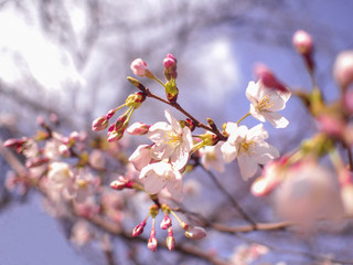 桜と青空