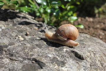 Schnecke