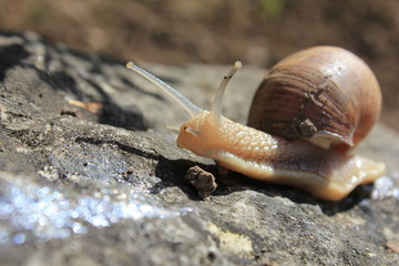 Schnecke