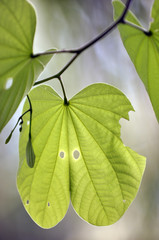  macro shot of  leaves  Green  in the nature
