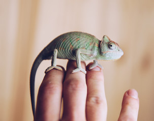 Petit caméléon panthère assis sur une vieille branche