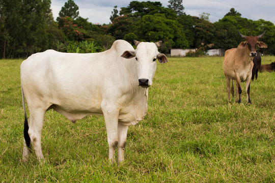 brazilian cows on a pasture