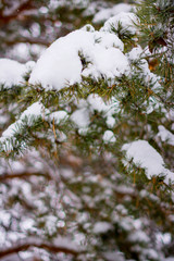 Winter forest