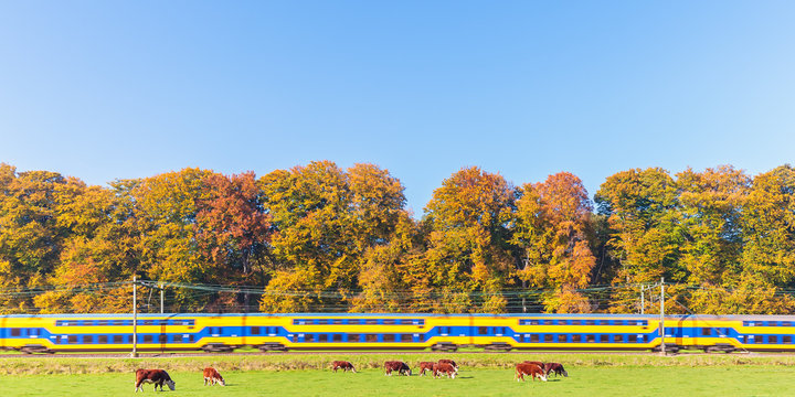 Dutch train passing colorful autumn trees