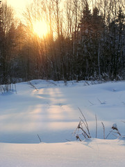Winter landscape of snow lit by warm sunset rays penetrating through trees