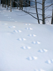 Animal tracks on white thick snow 
