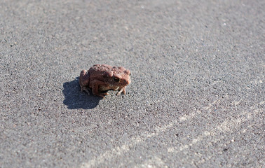 Frog on asphalt