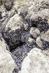Mussels on rocks