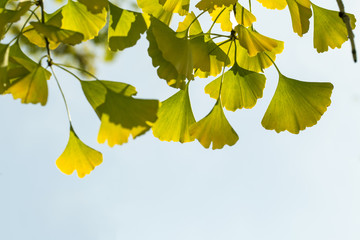 Autumnal ginkgo tree leaf background