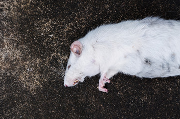 Dead white rats on floor,The dead rat on a street