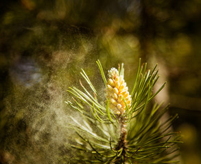 Pollen falling from the new pine blossom - obrazy, fototapety, plakaty