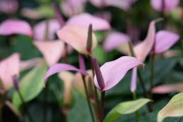 Blooming flamingo flower