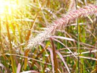 Close up grass flower with sunlight