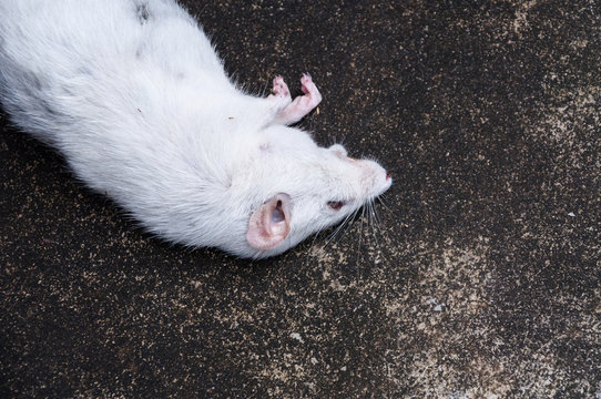 Dead white rats on floor,The dead rat on a street