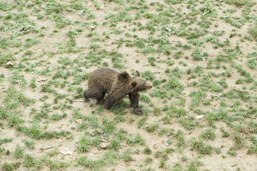 Bears in Zoo