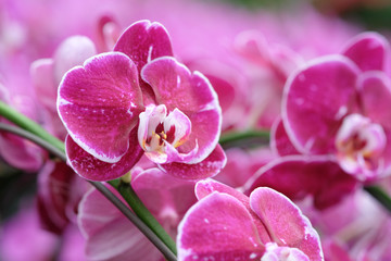 Fototapeta na wymiar blooming orchids
