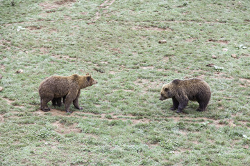 Bears in Zoo