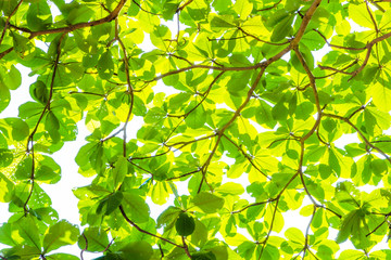 Fototapeta na wymiar Green leaf branches
