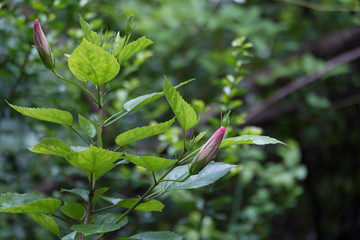 Hibiscus Flower bud ready to blooming with blur nature background