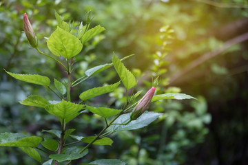 Sunlight strikes hibiscus Flower bud ready to blooming with blur nature background