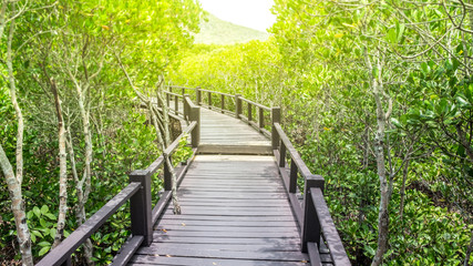The wooden bridge among beautiful green forest to sunlight