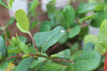 plant in the rain