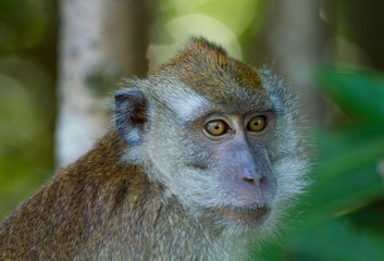 Crab-eating macaque (Macaca fascicularis)