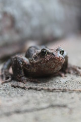 Garden Toad