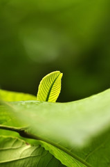 macro close up newborn green leaves in natural