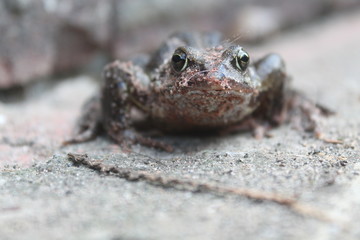 garden toad