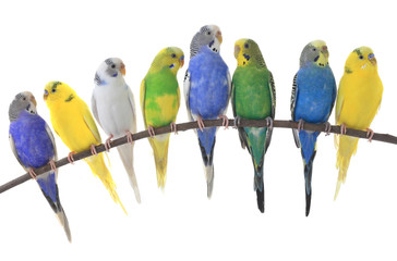 Fototapeta premium budgerigars australian parakeets