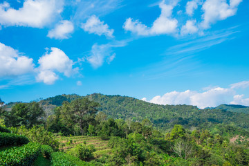 Mountains and tree with beautiful blue sky and cloud  in the morning.