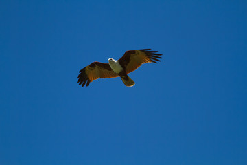 Obraz premium Brahminy Kite eagle