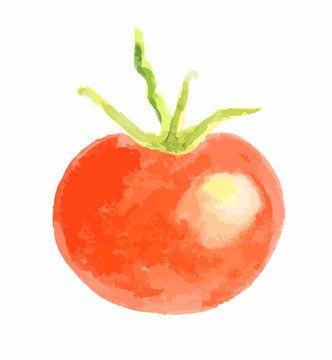 Isolated watercolor tomato on white background. Healthy and ripe fresh vegetable for cooking and decoration.