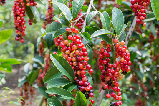 Thai blueberry on tree