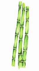 Isolated watercolor bamboo